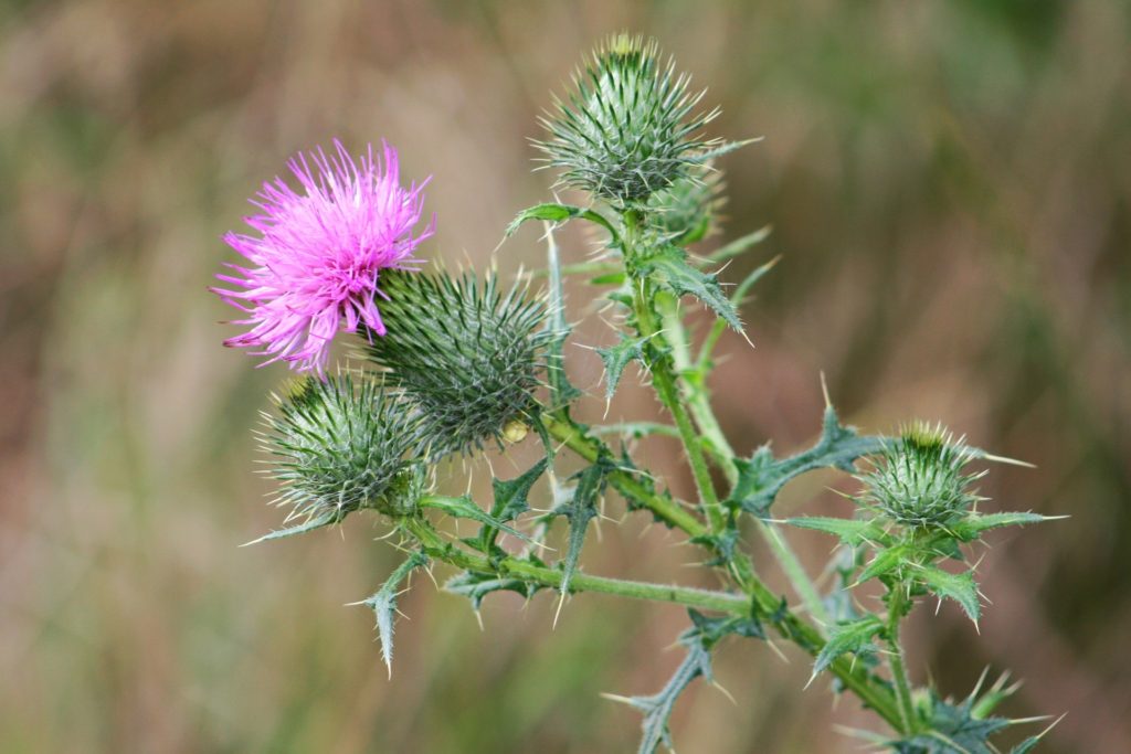 Flower of Scotland